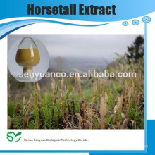 Extracto de Equisetum arvense anti-envejecimiento Pincel de botella Herb PE Hierba de caballo prado extracto de pino